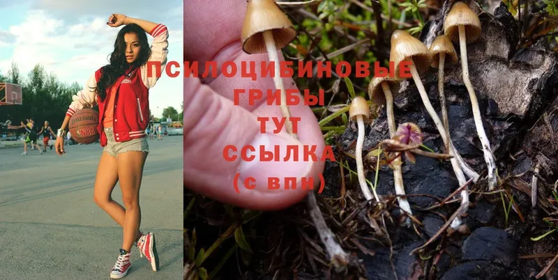 кракен ONION  Ставрополь  Псилоцибиновые грибы Cubensis 